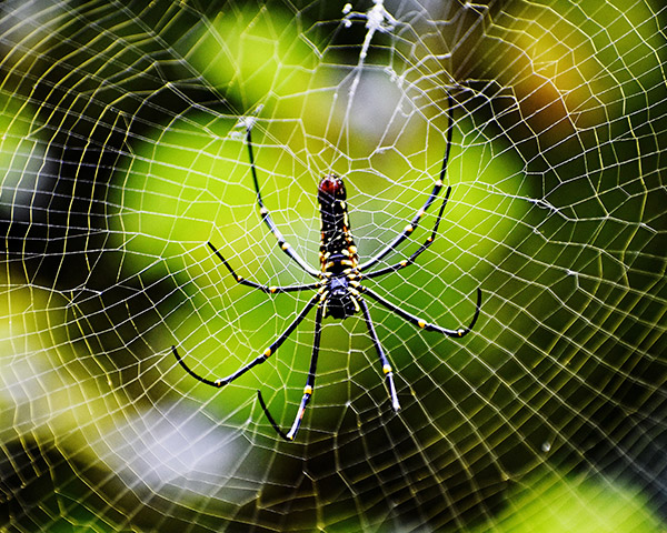 Foto de uma aranha tecendo teia
